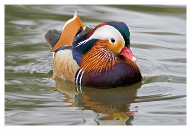 mandarin