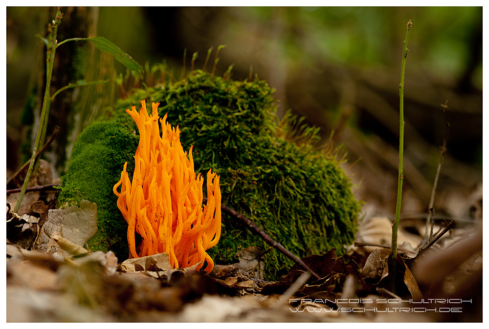 pilz_bearbeitet-1